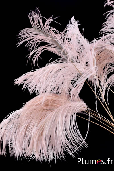 Panicule struisvogel gouden schacht - 30-40 cm - roze beige